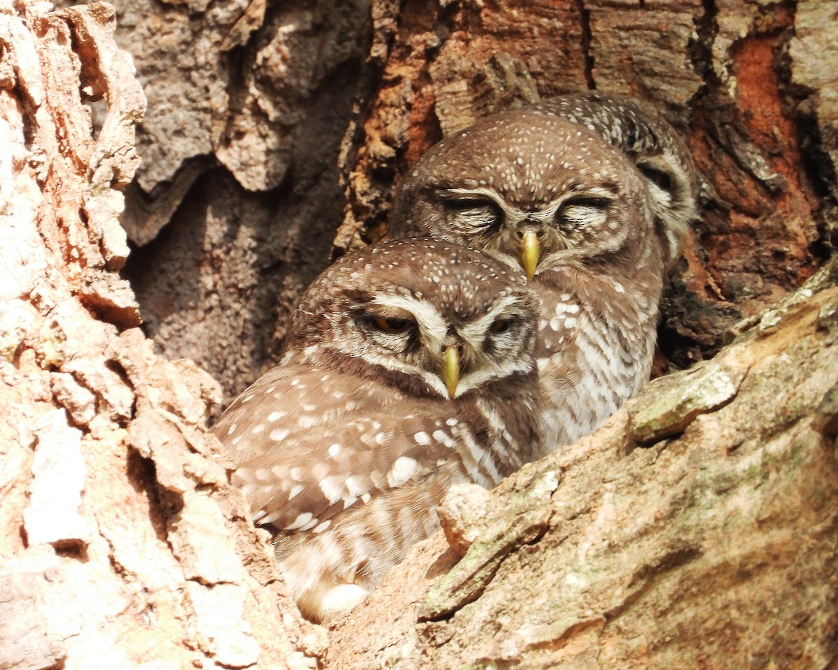 インドコキンメフクロウ - ML647884602