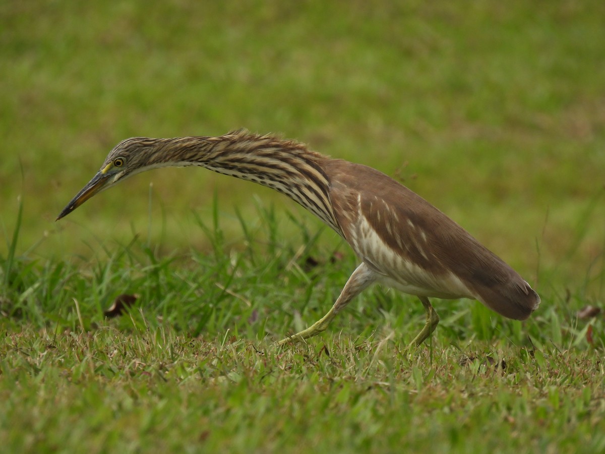 アカガシラサギ属 - ML647884603