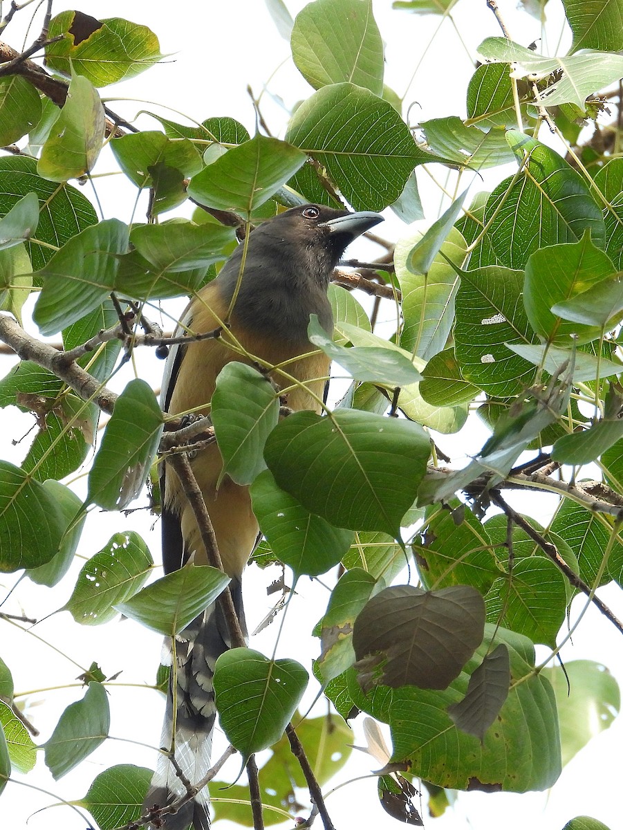 チャイロオナガ - ML647884604