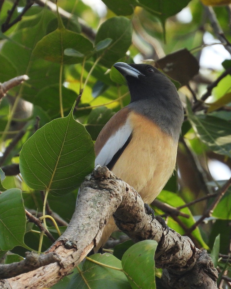 チャイロオナガ - ML647884605