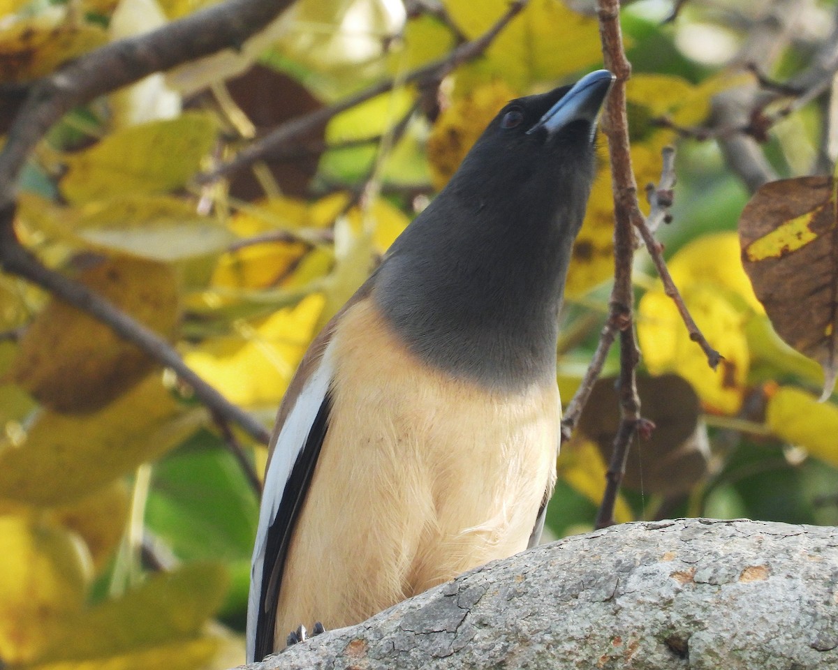 チャイロオナガ - ML647884606