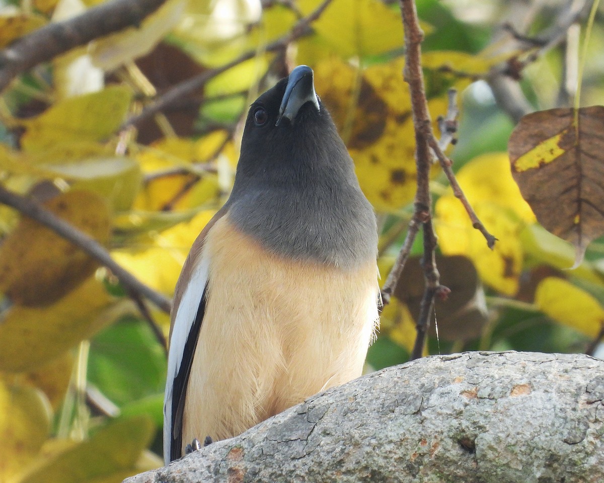 チャイロオナガ - ML647884607