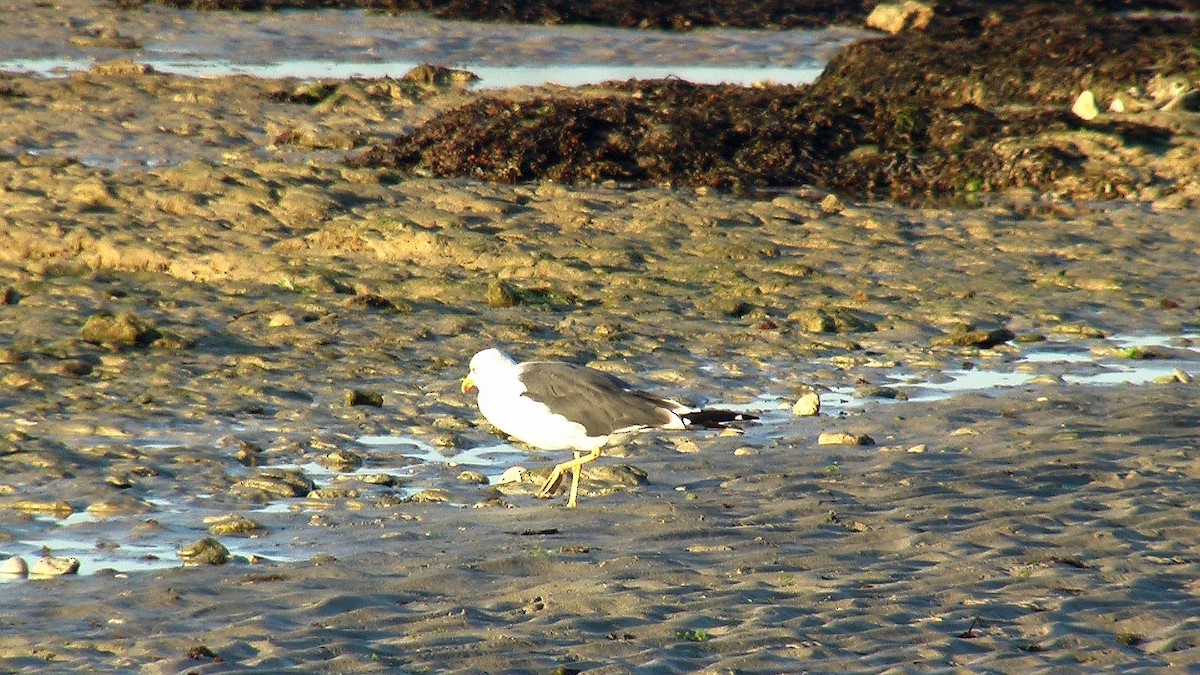 ニシセグロカモメ - ML647884609