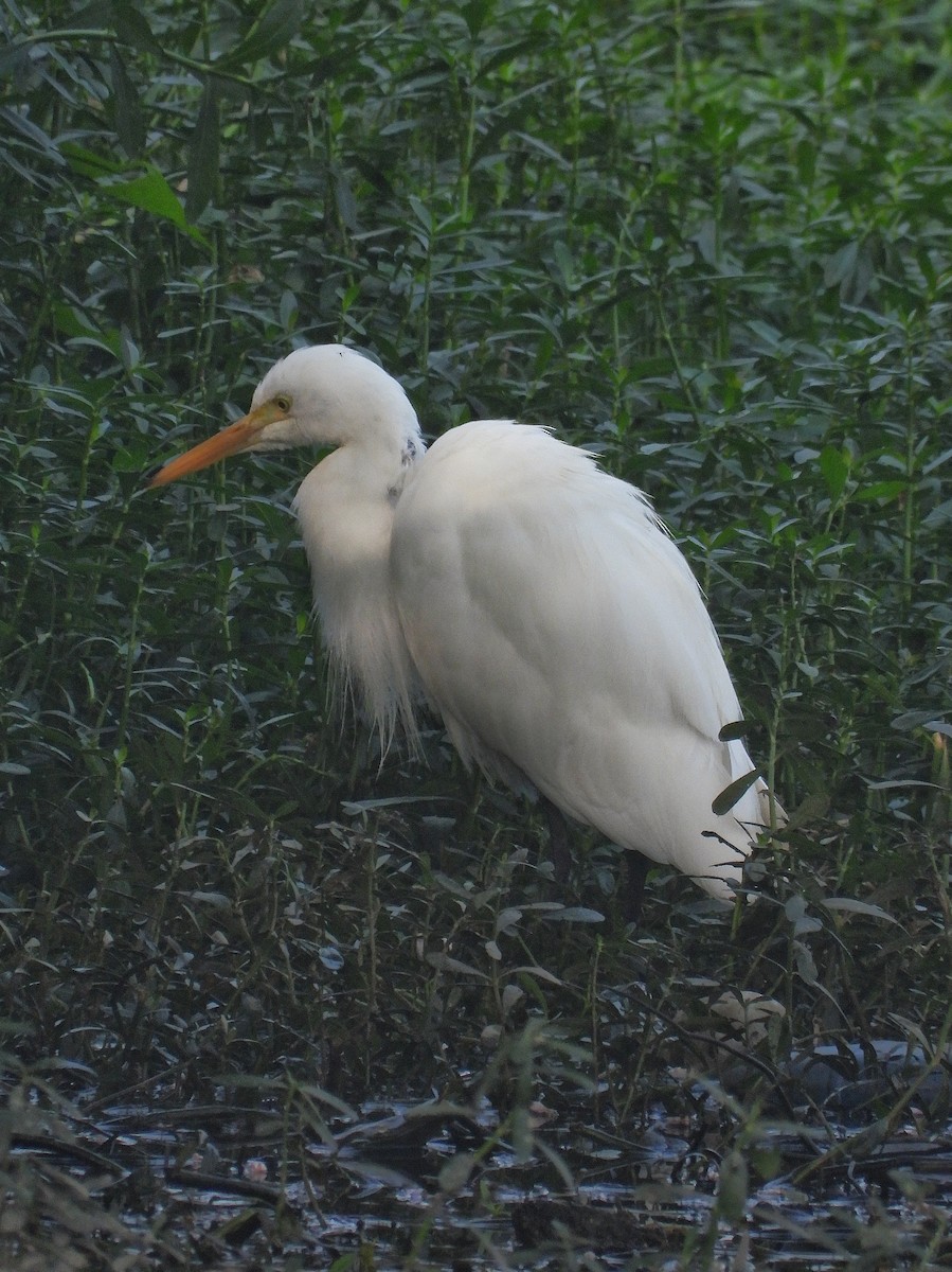 チュウサギ - ML647884610