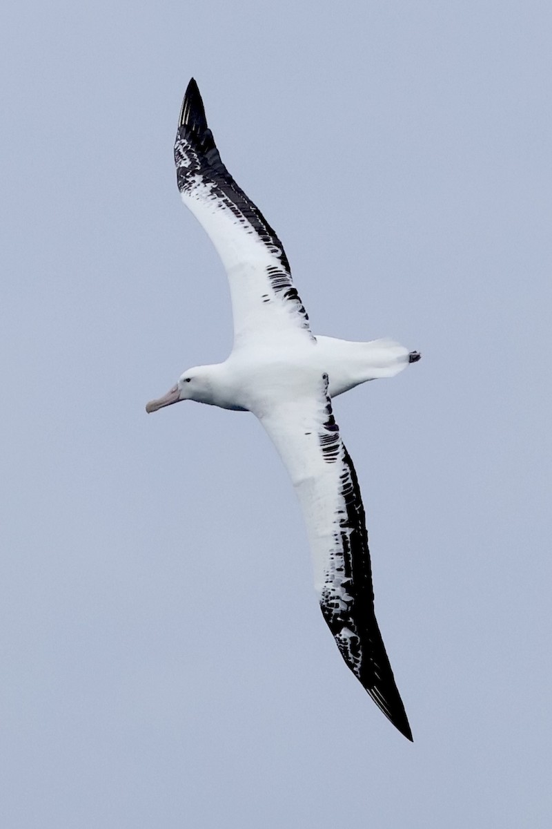 Snowy Albatross - ML647884611