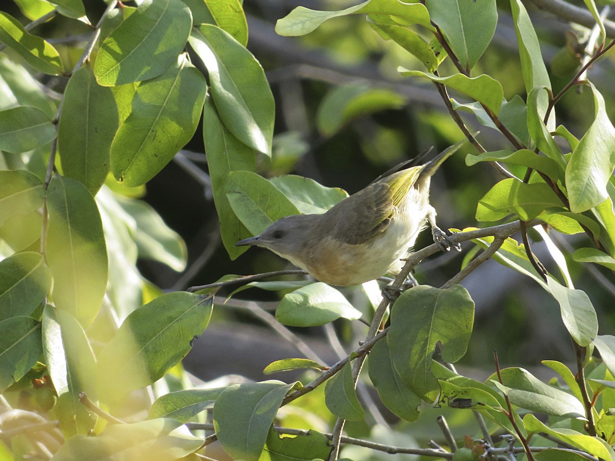 Rufous-banded Honeyeater - ML647884626