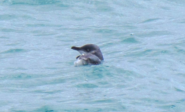 Little Penguin - ML647884663