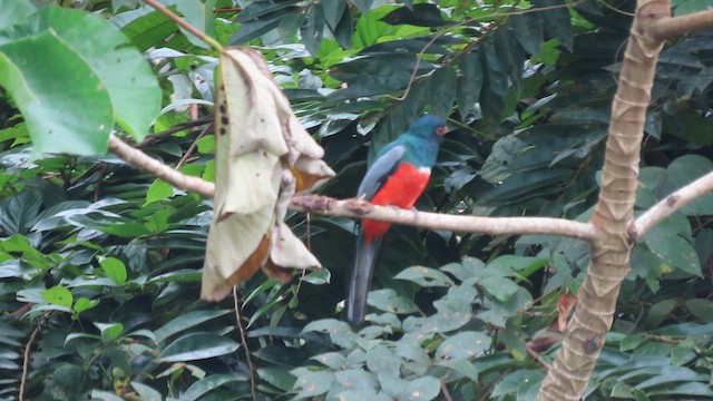 Чернохвостый трогон (macroura) - ML647884686