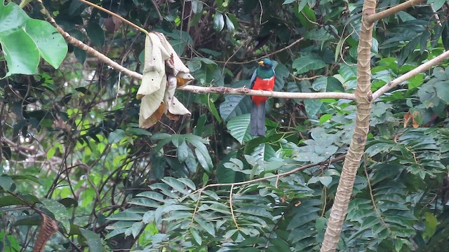 Чернохвостый трогон (macroura) - ML647884687