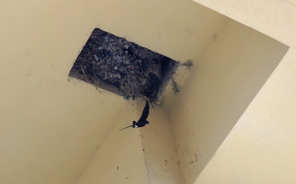 Martinet malais - ML647884695