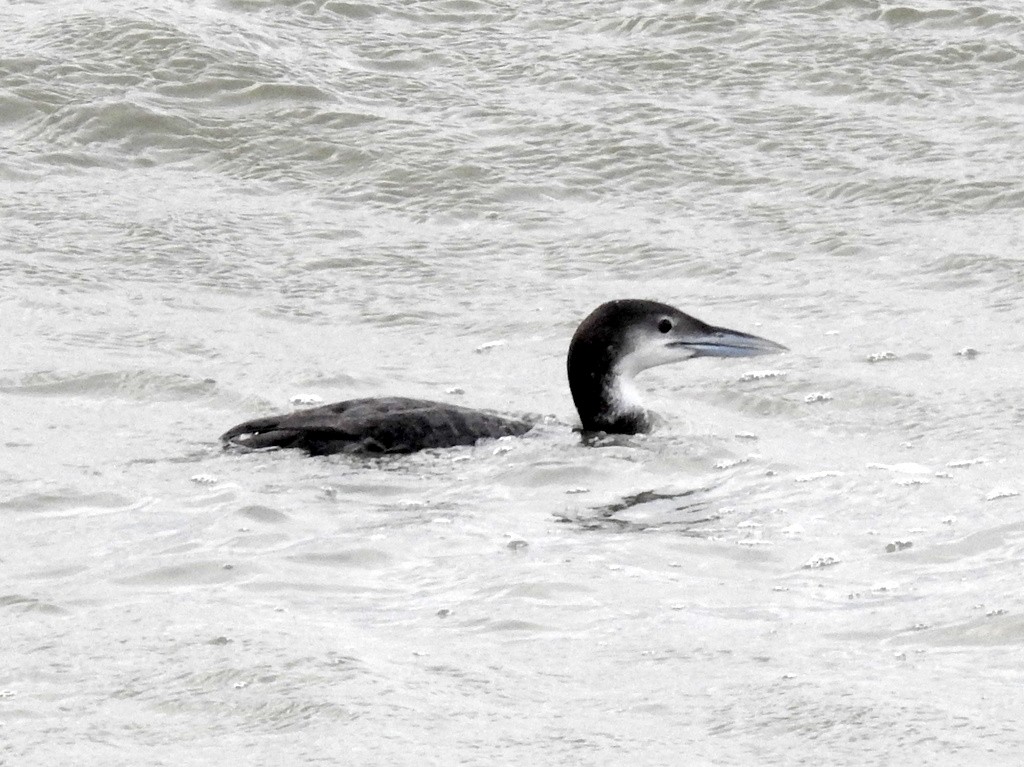 Eistaucher - ML647884752