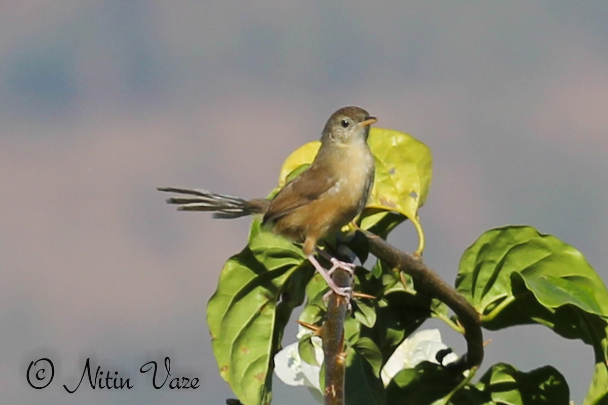 Prinia Sencilla - ML647884826
