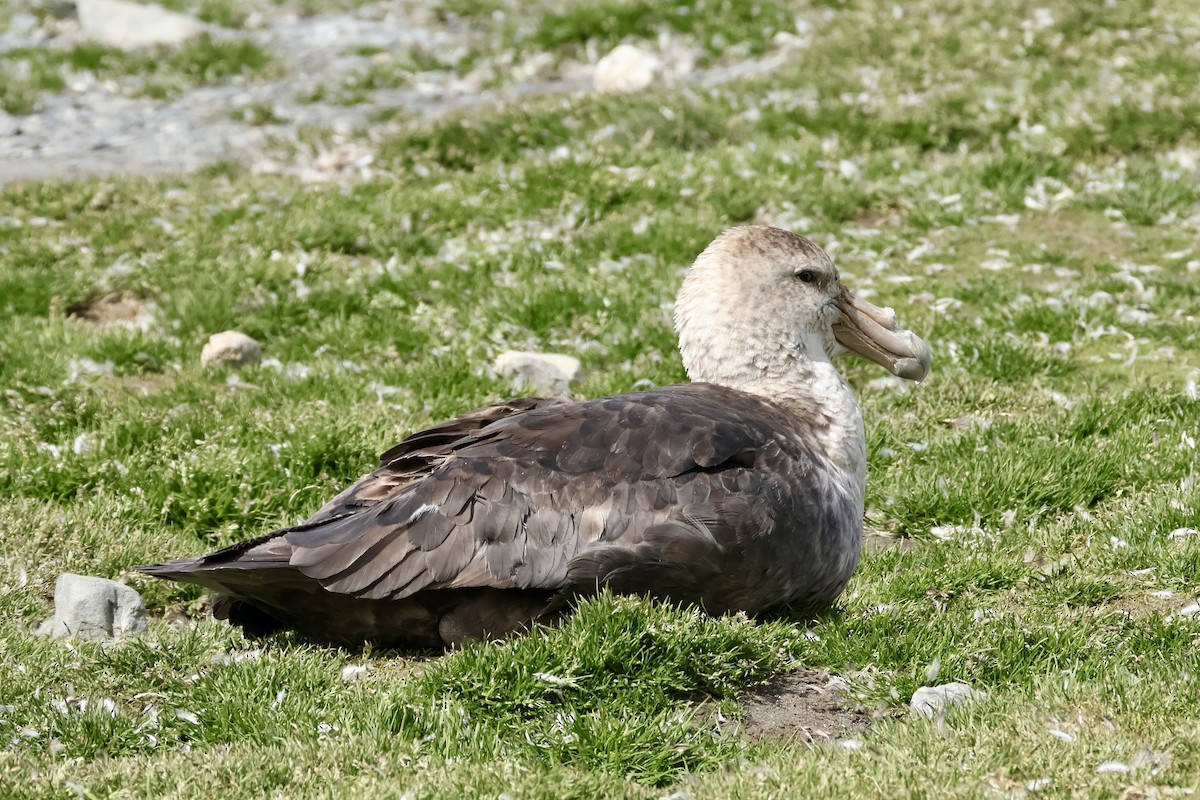 סערון-ענק דרומי - ML647884866