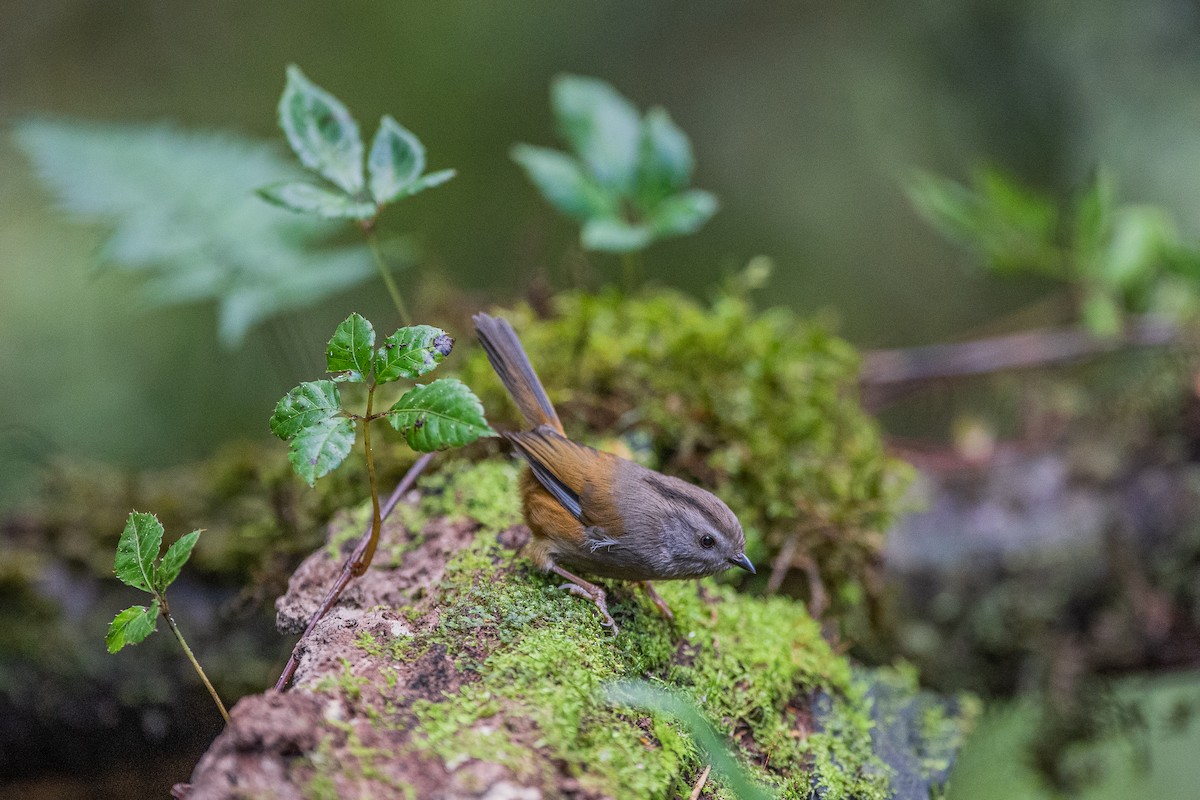 シマノドチメドリ - ML647884883