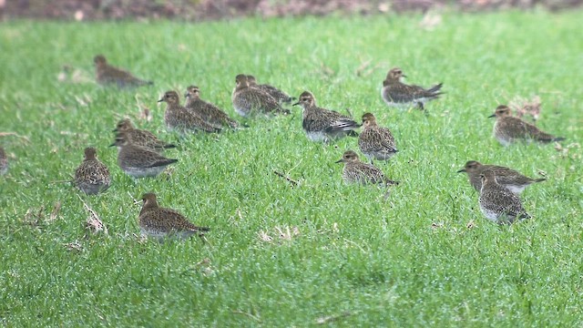 Золотистая ржанка - ML647884915