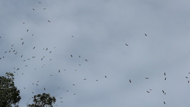 Катарта-индейка [группа aura] - ML647884991