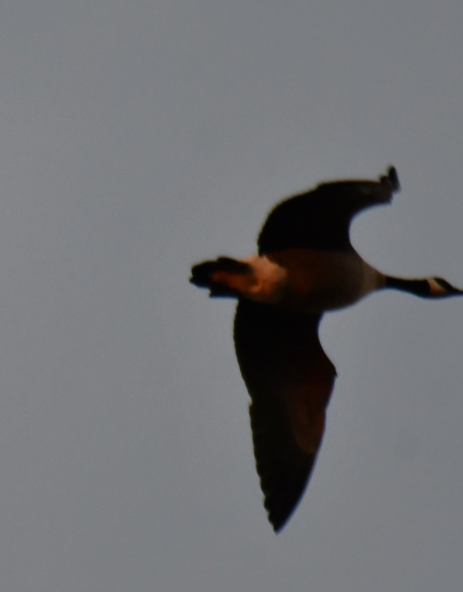 ברנטה קנדית - ML647884992