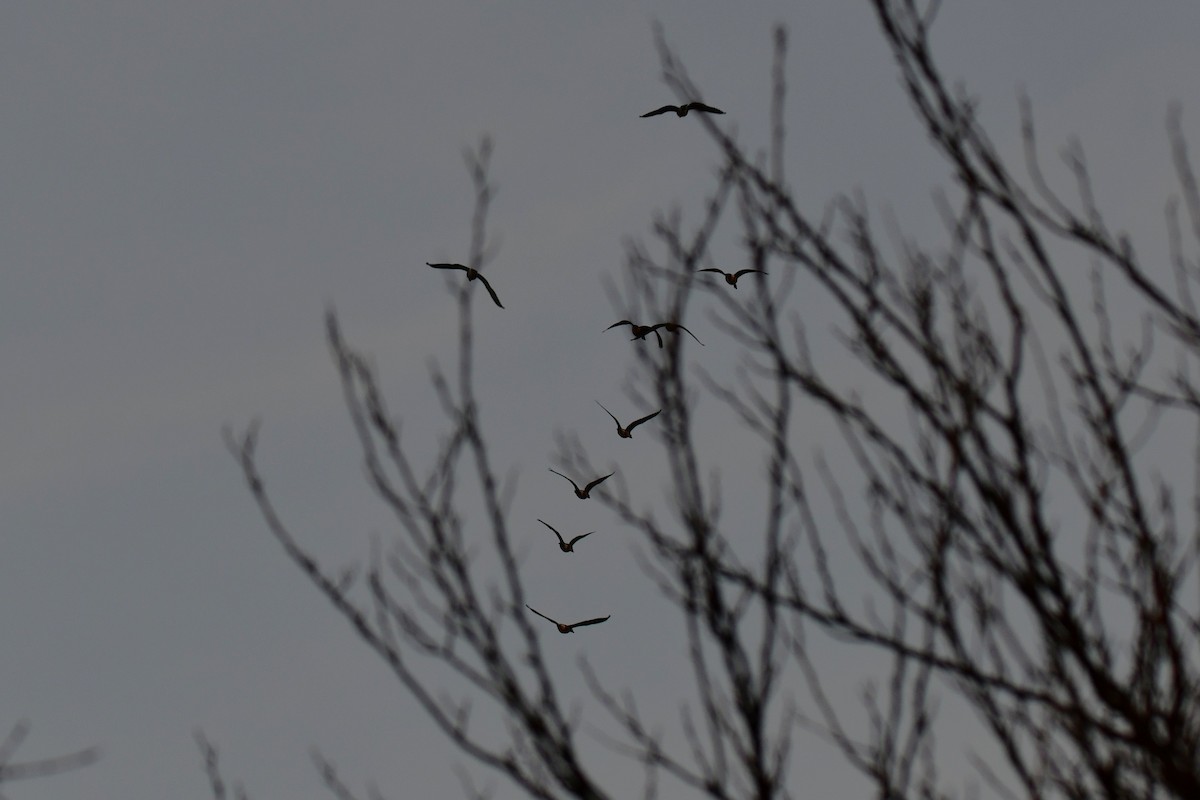 ברנטה קנדית - ML647884993