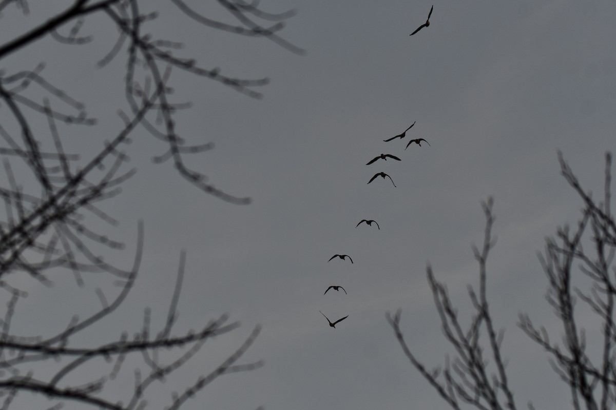 ברנטה קנדית - ML647884994