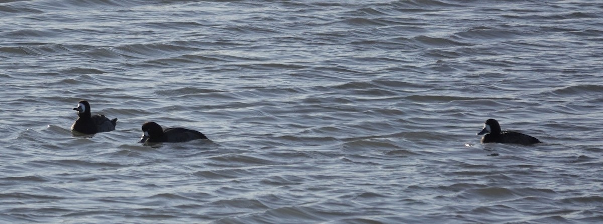 Морская чернеть - ML647885003