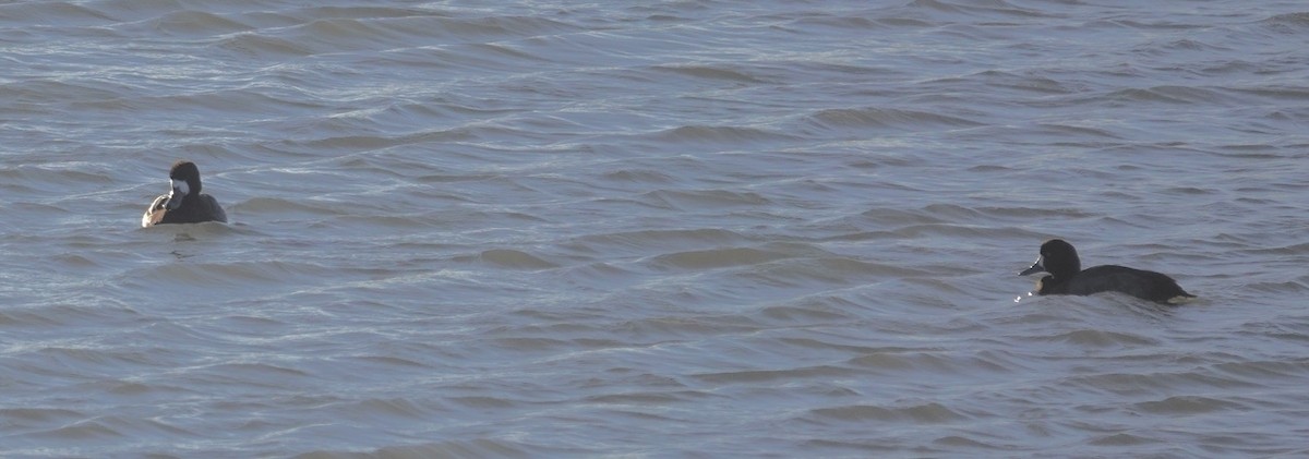 Морская чернеть - ML647885008