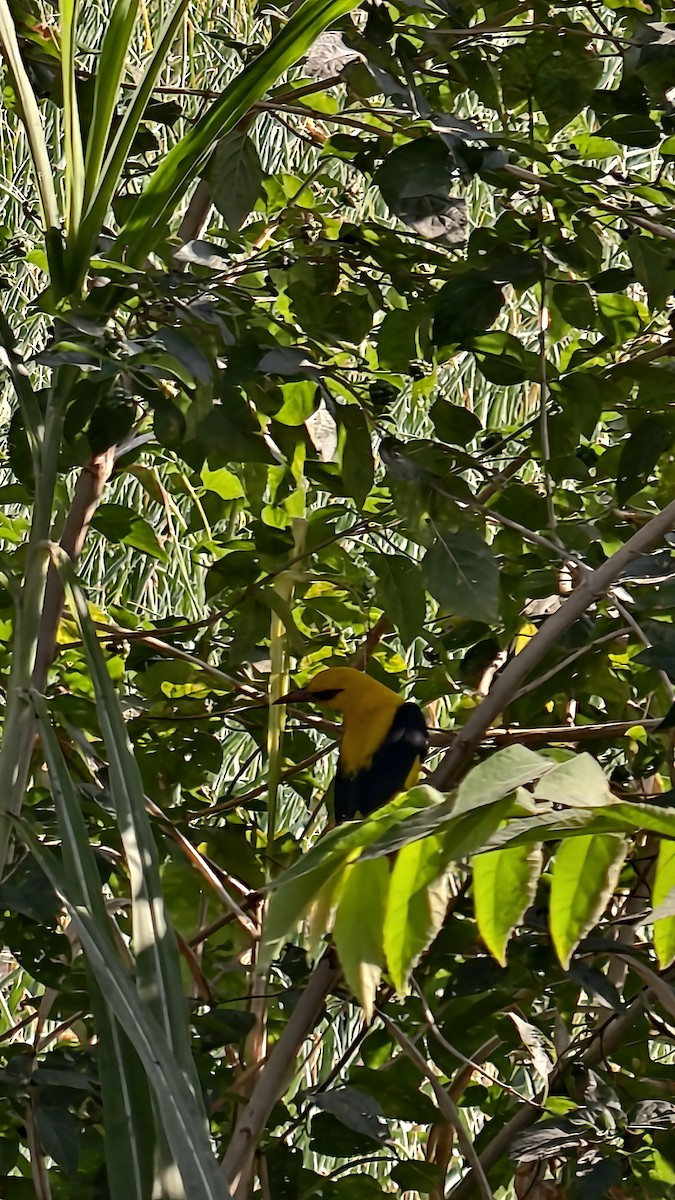 Вивільга індійська - ML647885037