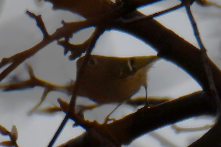 králíček americký - ML647885054