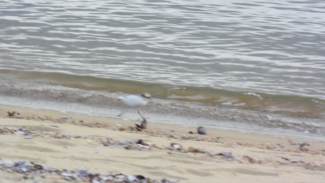 Морской зуёк - ML647885071