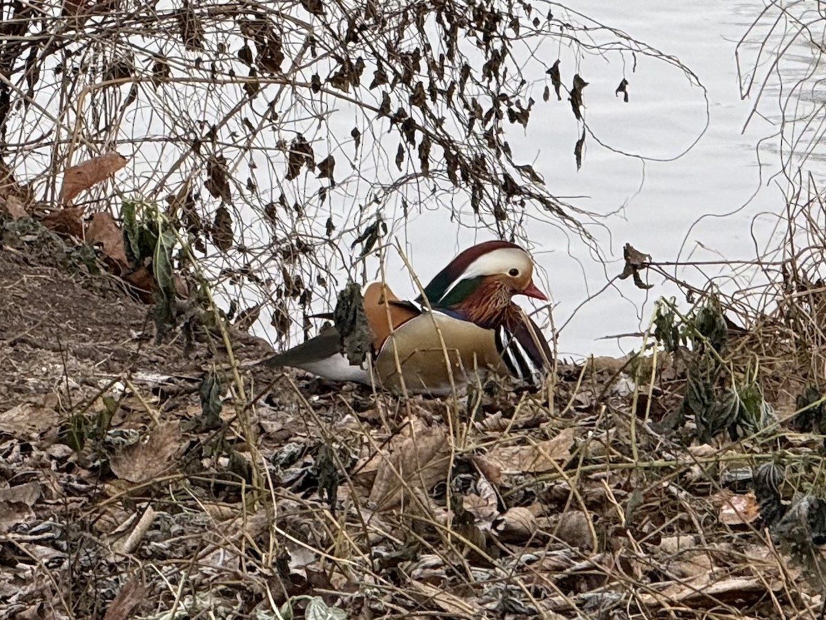 Мандаринка - ML647885092