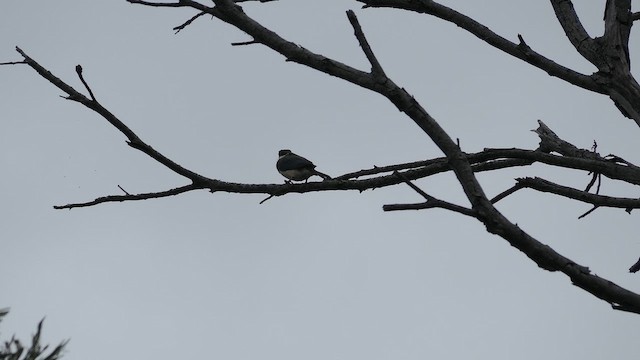 Священная альциона - ML647885135