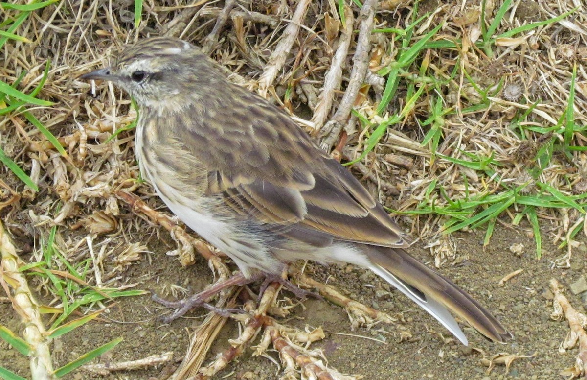 New Zealand Pipit - ML647885275