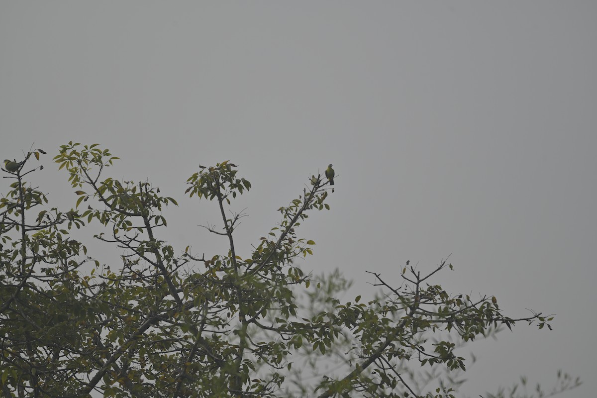 Yellow-footed Green-Pigeon - ML647885276
