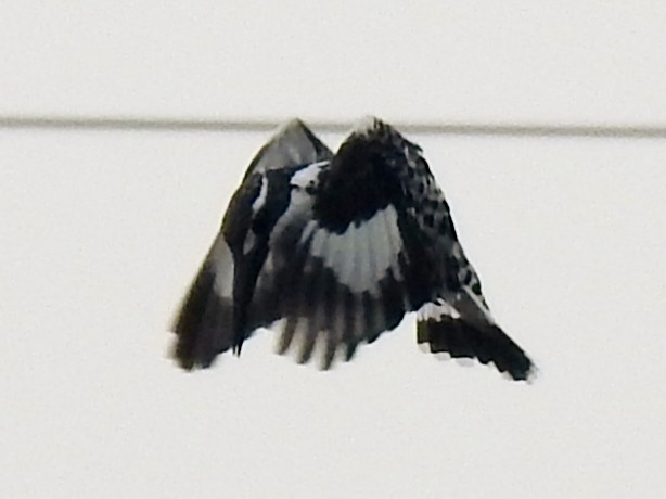 Pied Kingfisher - ML647885277
