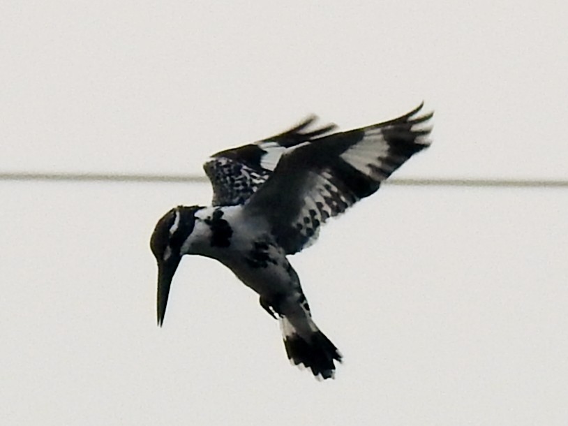 Pied Kingfisher - ML647885278