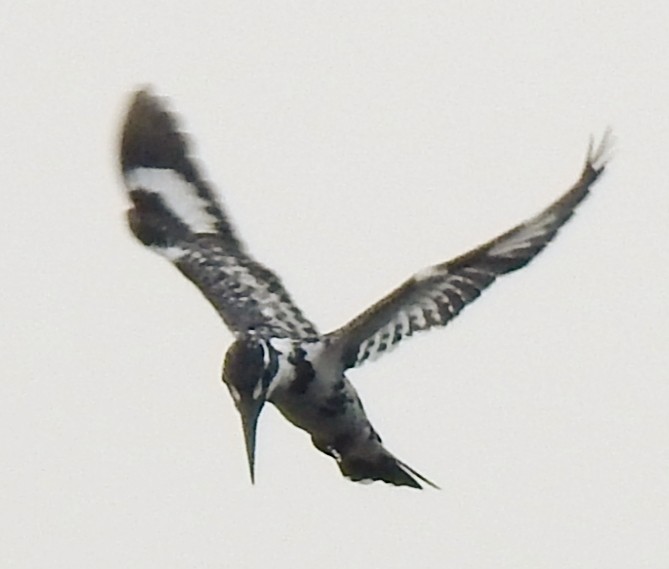Pied Kingfisher - ML647885279