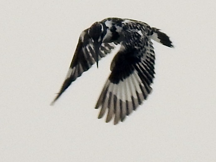Pied Kingfisher - ML647885280
