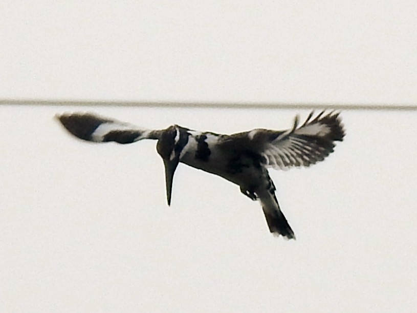 Pied Kingfisher - ML647885281