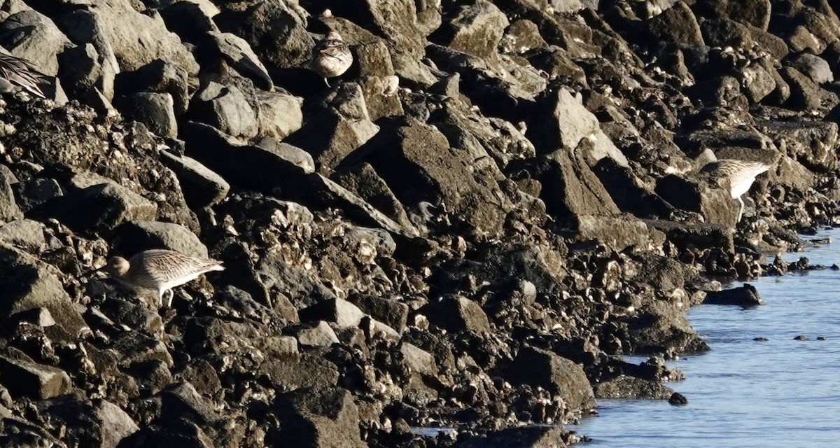 Eurasian Curlew - ML647885282