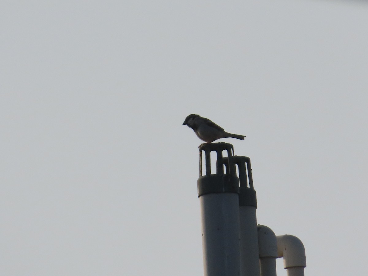 House Sparrow - ML647885283