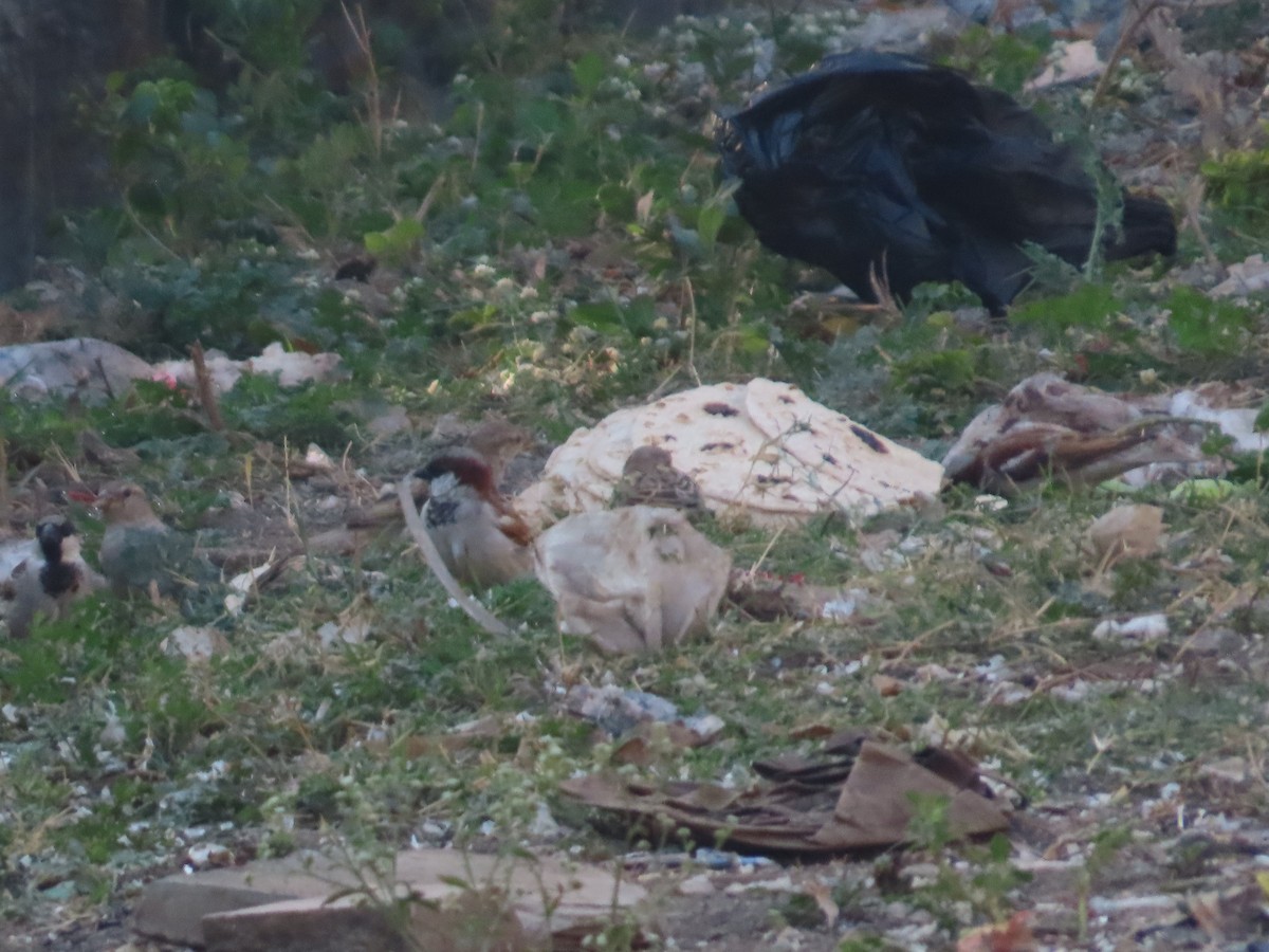 House Sparrow - ML647885284