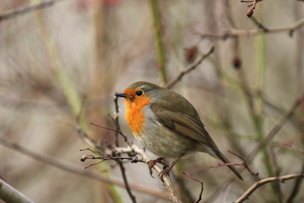 European Robin - ML647885286