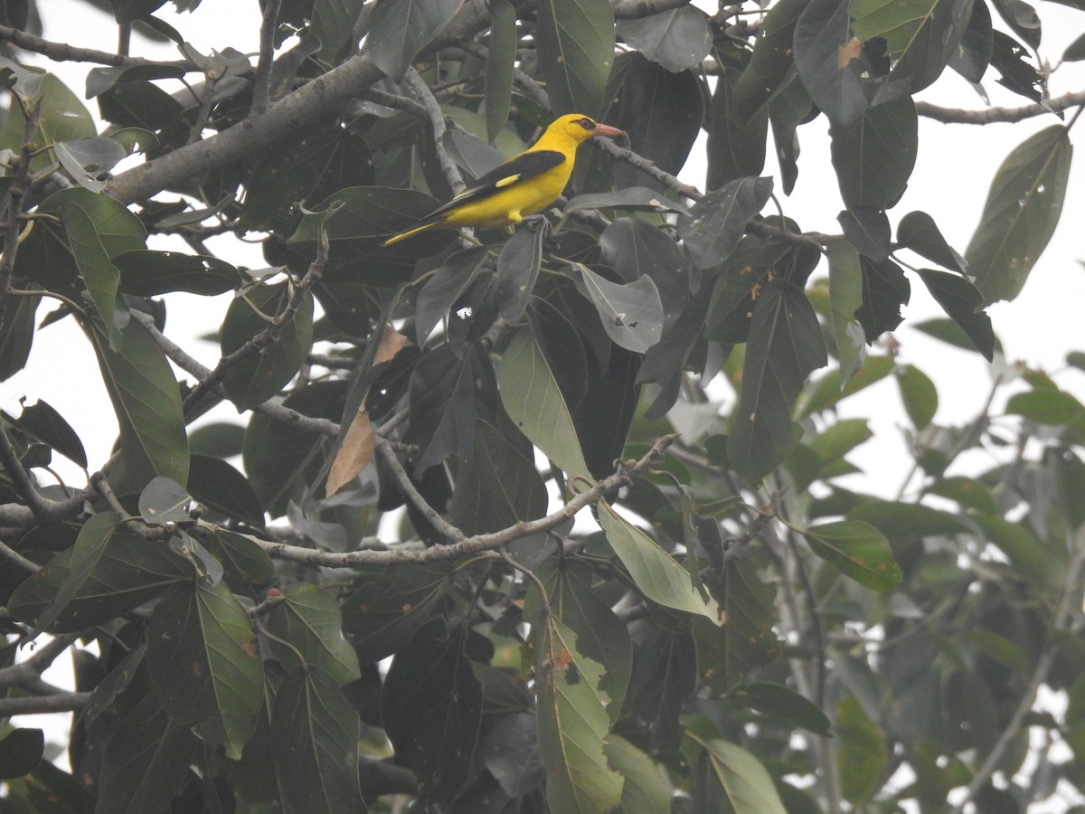 Indian Golden Oriole - ML647885288