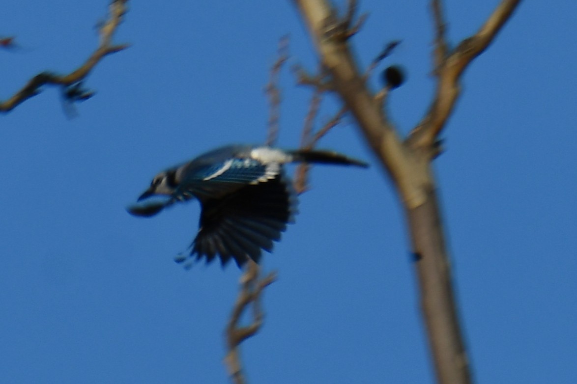 Blue Jay - ML647885289