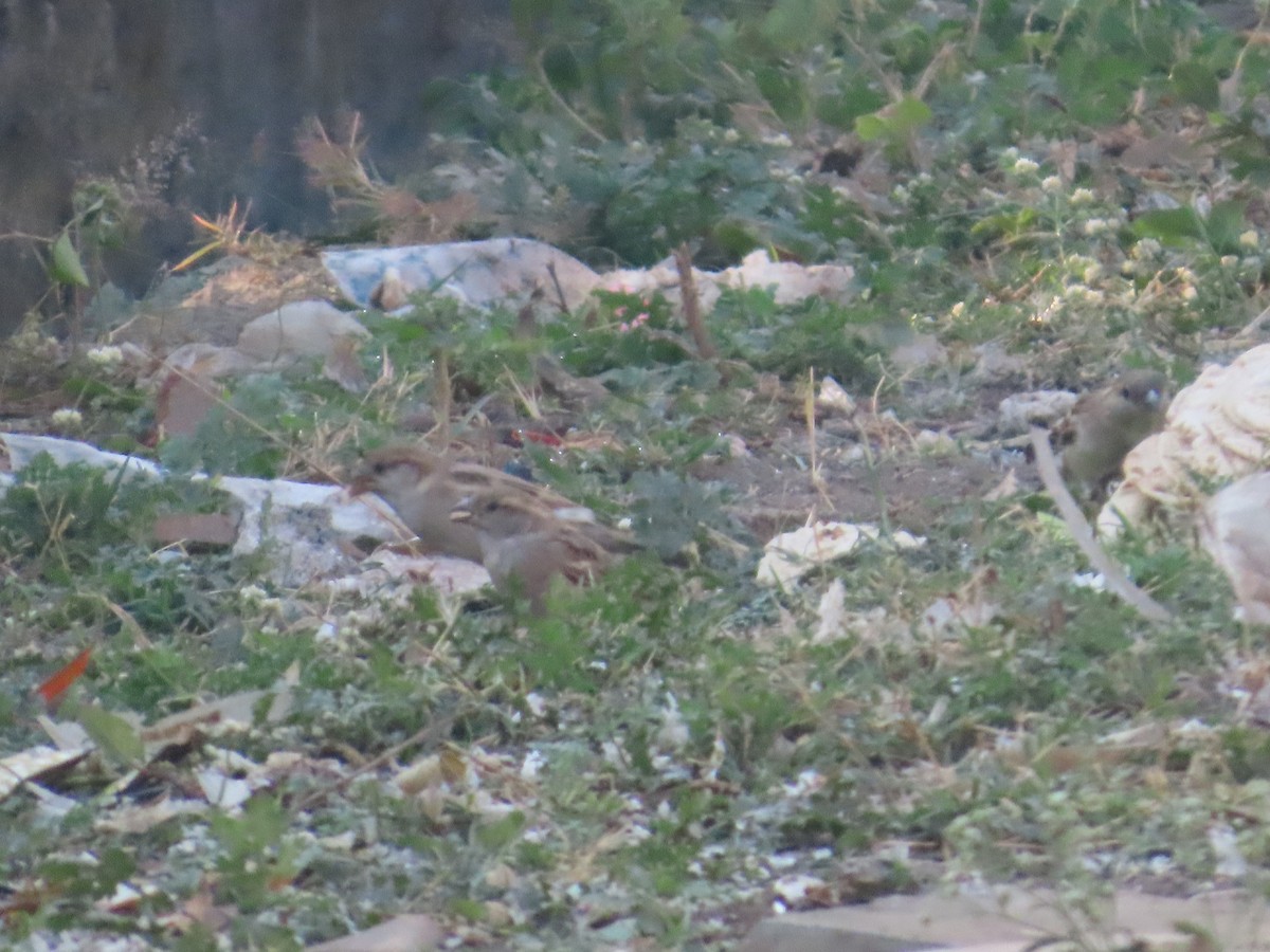 House Sparrow - ML647885290