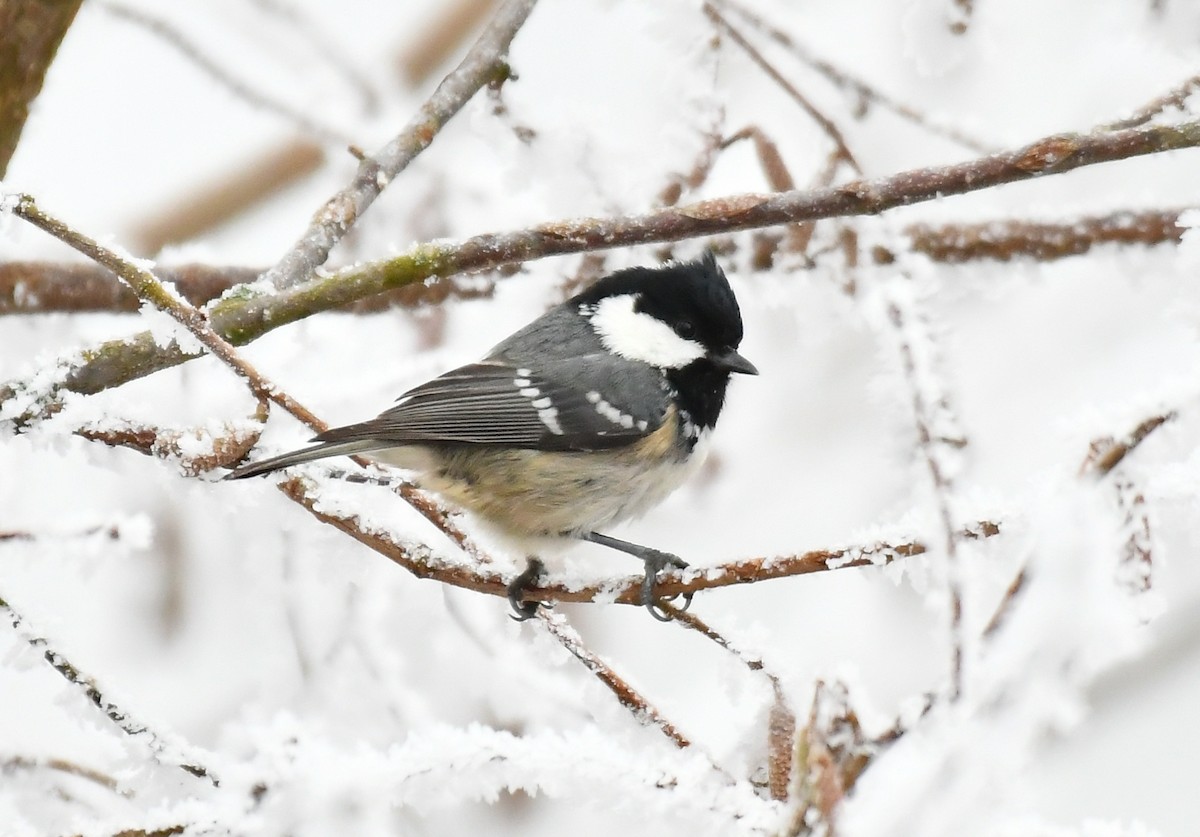 Coal Tit - ML647885291