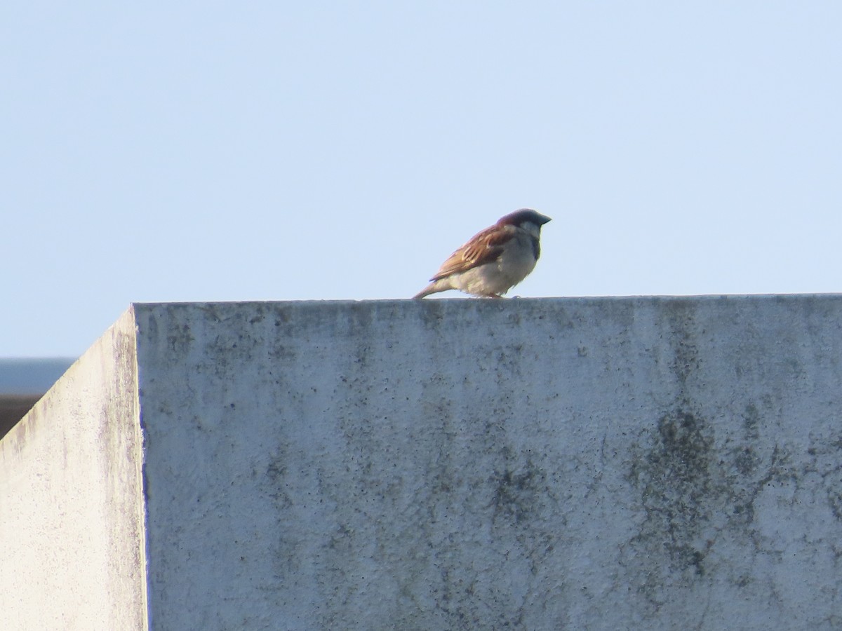 House Sparrow - ML647885292