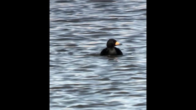 Black Scoter - ML647885293