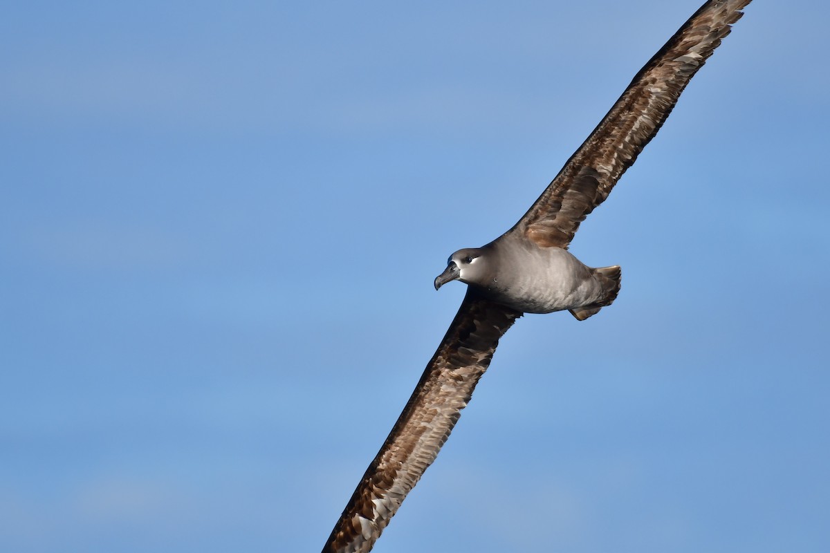 Black-footed Albatross - ML647885294