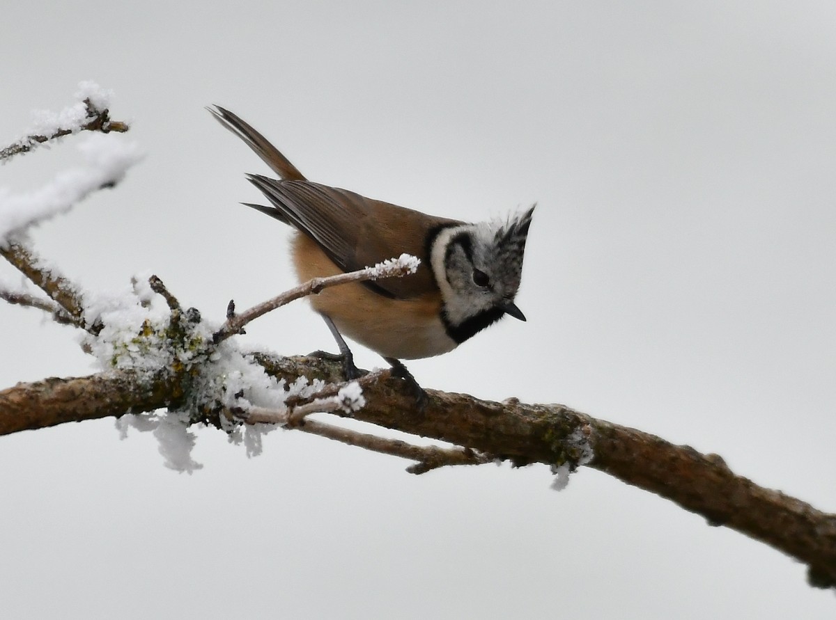 Crested Tit - ML647885295