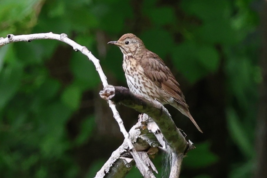 Song Thrush - ML647885296